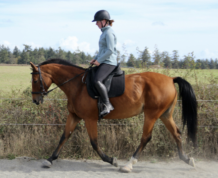 HorseID: 2303618 Kashmere I - PhotoID: 1086268