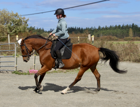 HorseID: 2303618 Kashmere I - PhotoID: 1086270