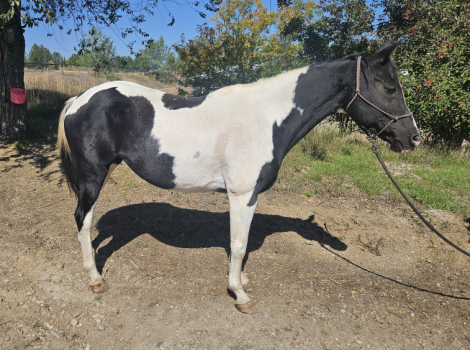 HorseID: 2303620 Miracola - PhotoID: 1086273