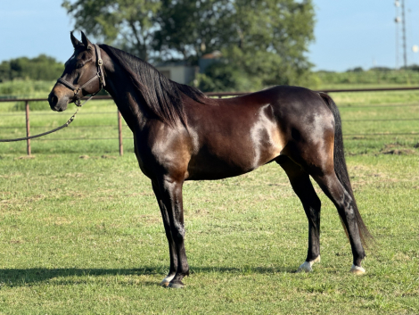 HorseID: 2303621 Serreal SS - PhotoID: 1087195