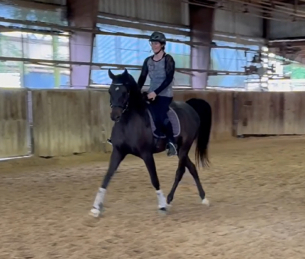 HorseID: 2303621 Serreal SS - PhotoID: 1087196