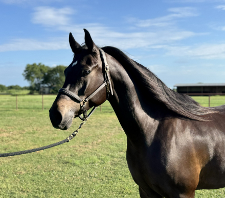 HorseID: 2303621 Serreal SS - PhotoID: 1087197