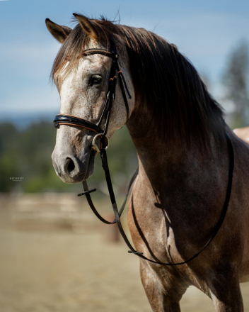 HorseID: 2303623 VA Elvado - PhotoID: 1086410