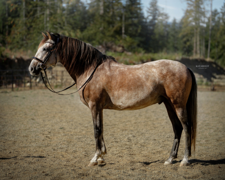 HorseID: 2303623 VA Elvado - PhotoID: 1086411