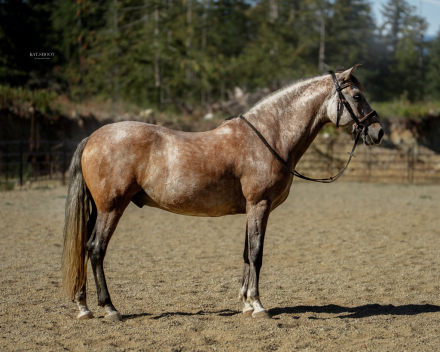 HorseID: 2303623 VA Elvado - PhotoID: 1086412