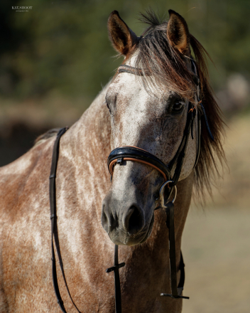 HorseID: 2303623 VA Elvado - PhotoID: 1086413