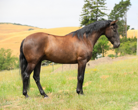 HorseID: 2303624 Weston - PhotoID: 1086274