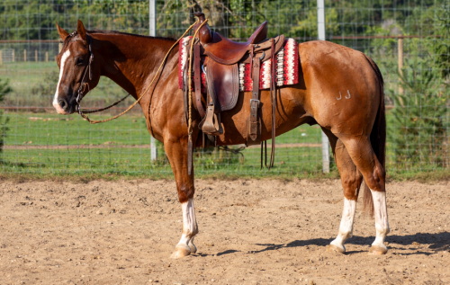 HorseID: 2303628 JJ Shiney Playgun - PhotoID: 1086280