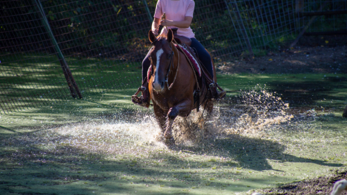 HorseID: 2303628 JJ Shiney Playgun - PhotoID: 1086281