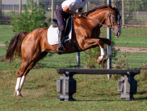 HorseID: 2303628 JJ Shiney Playgun - PhotoID: 1086282