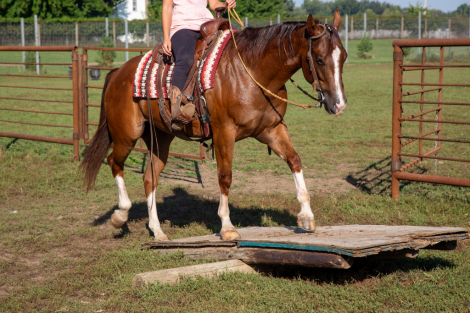 HorseID: 2303628 JJ Shiney Playgun - PhotoID: 1086283