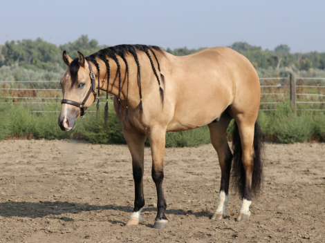 HorseID: 2303631 Guns N Berries - PhotoID: 1086284