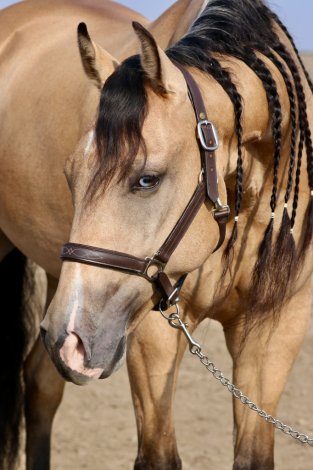 HorseID: 2303631 Guns N Berries - PhotoID: 1086285