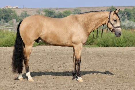 HorseID: 2303631 Guns N Berries - PhotoID: 1086286