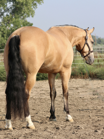 HorseID: 2303631 Guns N Berries - PhotoID: 1086287