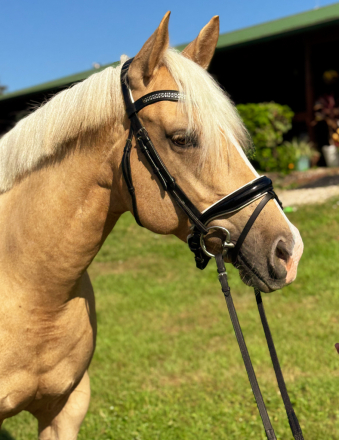 HorseID: 2303633 Invested N Michinery - PhotoID: 1086288