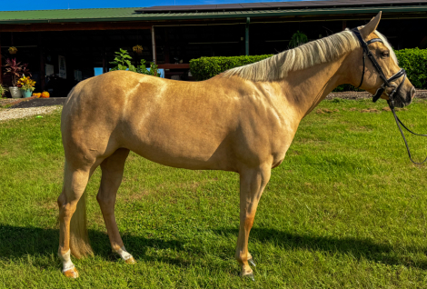 HorseID: 2303633 Invested N Michinery - PhotoID: 1086289