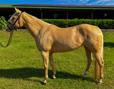 HorseID: 2303633 Invested N Michinery - PhotoID: 1086290