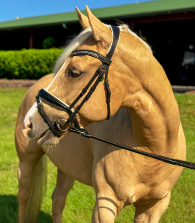 HorseID: 2303633 Invested N Michinery - PhotoID: 1086291