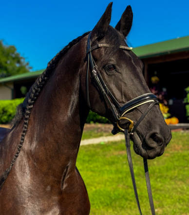 HorseID: 2303635 Gerbrandt Fan Stal 'T Venboer - PhotoID: 1086293