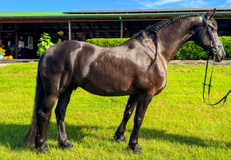 HorseID: 2303635 Gerbrandt Fan Stal 'T Venboer - PhotoID: 1086294