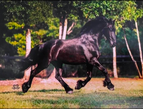 HorseID: 2303635 Gerbrandt Fan Stal 'T Venboer - PhotoID: 1086295