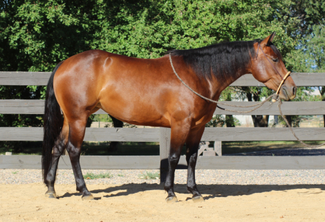 HorseID: 2303636 Windys Vintage Smoke - PhotoID: 1086296