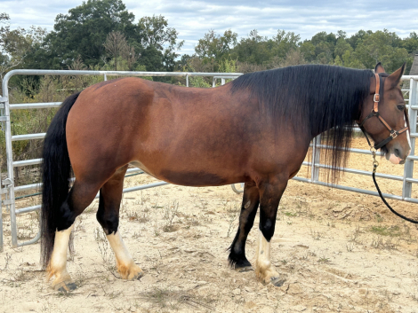 HorseID: 2303641 Mulan - PhotoID: 1086297