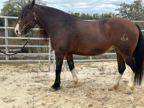 HorseID: 2303641 Mulan - PhotoID: 1086298