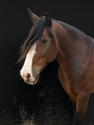 HorseID: 2303641 Mulan - PhotoID: 1086299