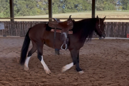 HorseID: 2303641 Mulan - PhotoID: 1086300