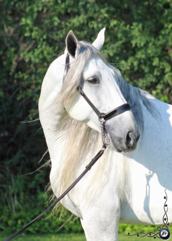 HorseID: 2303642 RHF Revoltoso - PhotoID: 1086301