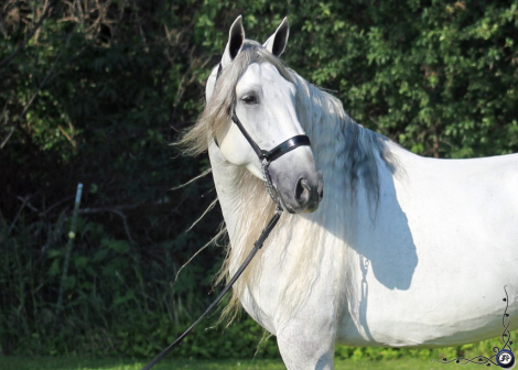 HorseID: 2303642 RHF Revoltoso - PhotoID: 1086302