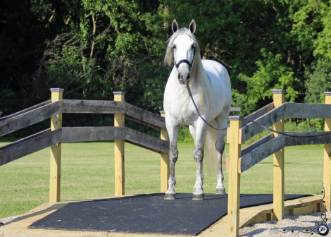 HorseID: 2303642 RHF Revoltoso - PhotoID: 1086303