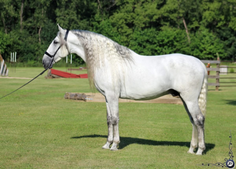 HorseID: 2303642 RHF Revoltoso - PhotoID: 1086304