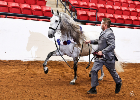 HorseID: 2303642 RHF Revoltoso - PhotoID: 1086305