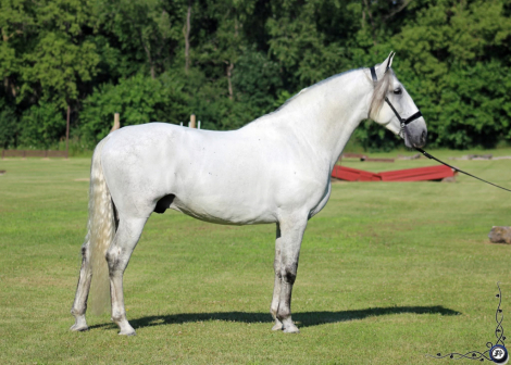 HorseID: 2303642 RHF Revoltoso - PhotoID: 1086306