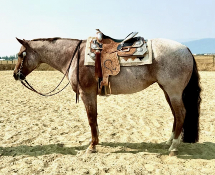 HorseID: 2303646 Believe Inagoodthing - PhotoID: 1086431