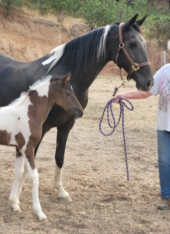 HorseID: 2303650 Linda Lous Sunny Spirit - PhotoID: 1086702