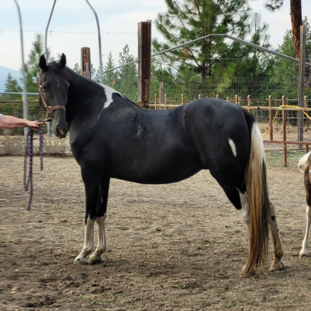 HorseID: 2303650 Linda Lous Sunny Spirit - PhotoID: 1086703