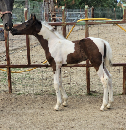 HorseID: 2303650 Linda Lous Sunny Spirit - PhotoID: 1086704
