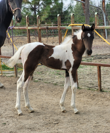 HorseID: 2303650 Linda Lous Sunny Spirit - PhotoID: 1086705