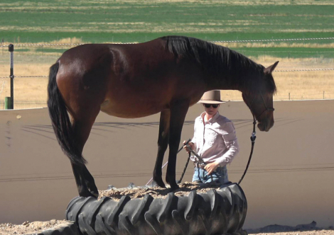 HorseID: 2303656 Udora de Preto - PhotoID: 1086339