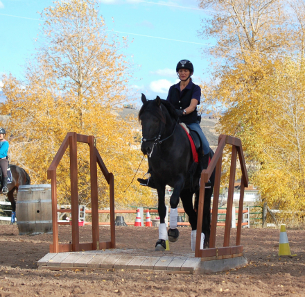 HorseID: 2303656 Udora de Preto - PhotoID: 1086340