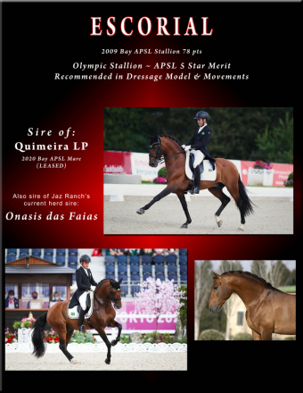 HorseID: 2303656 Udora de Preto - PhotoID: 1086341