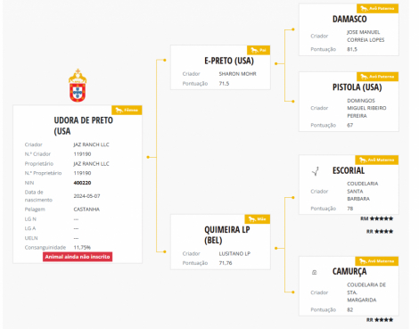 HorseID: 2303656 Udora de Preto - PhotoID: 1086342