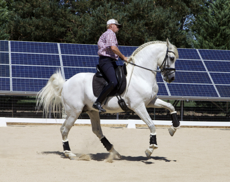 HorseID: 2303659 Unifarmado Candau - PhotoID: 1086343