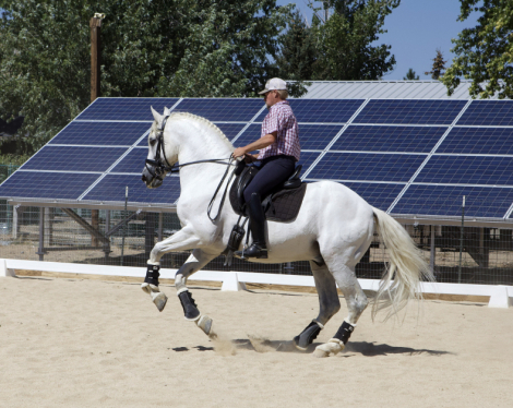 HorseID: 2303659 Unifarmado Candau - PhotoID: 1086344