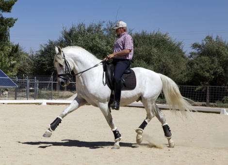 HorseID: 2303659 Unifarmado Candau - PhotoID: 1086345