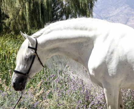 HorseID: 2303659 Unifarmado Candau - PhotoID: 1086346